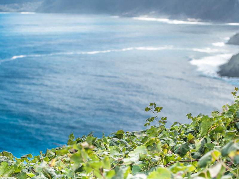 Madeira Vineyards