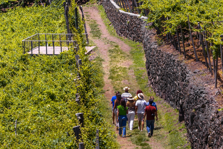 Walking through the vineyards in Madeira