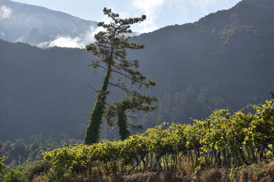 The latada or pergola in Madeira Island vineyards
