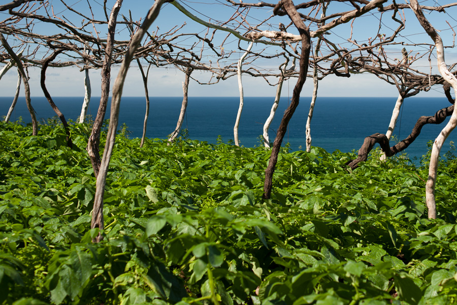 Madeira vineyards in April