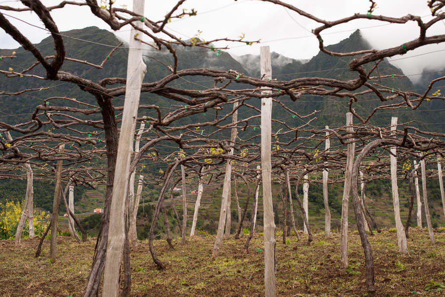 Madeira vineyards in April