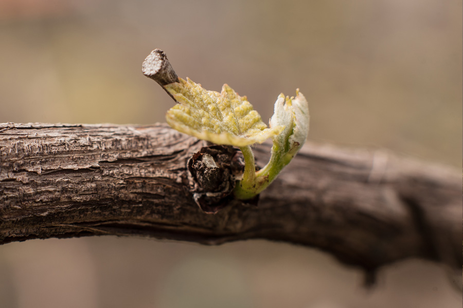 Madeira vineyards in April