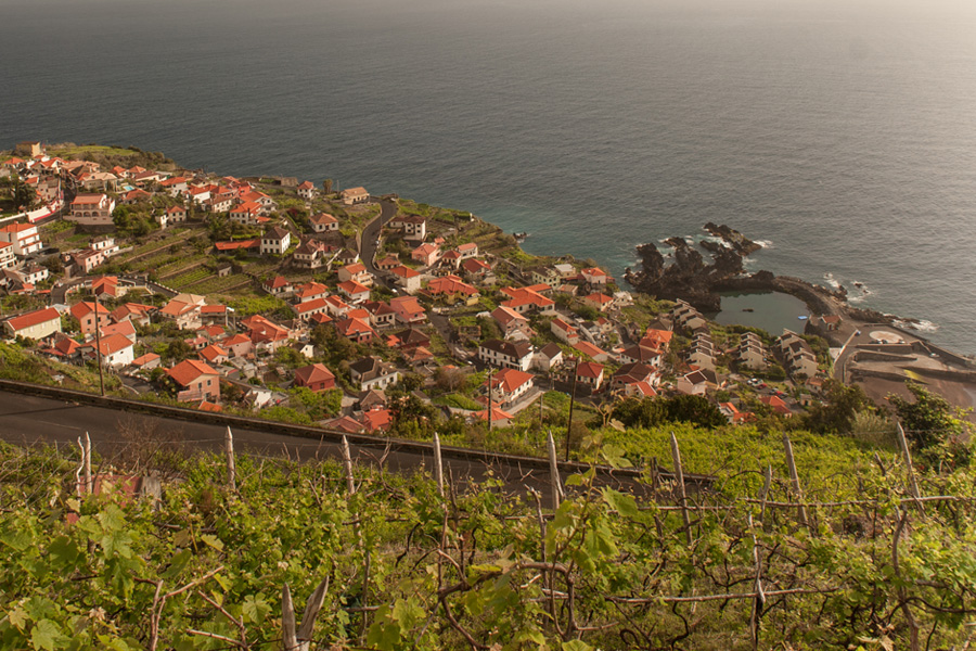 Vineyard in Seixal in August