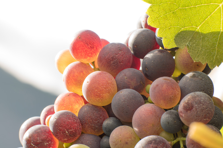 The grapes in Madeira Vineyards in August