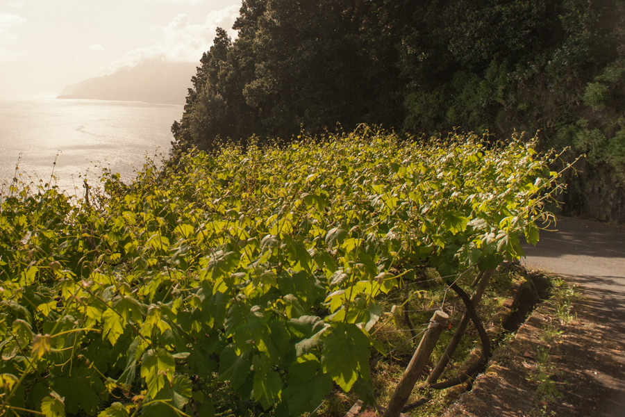 Vineyard in Seixal in August