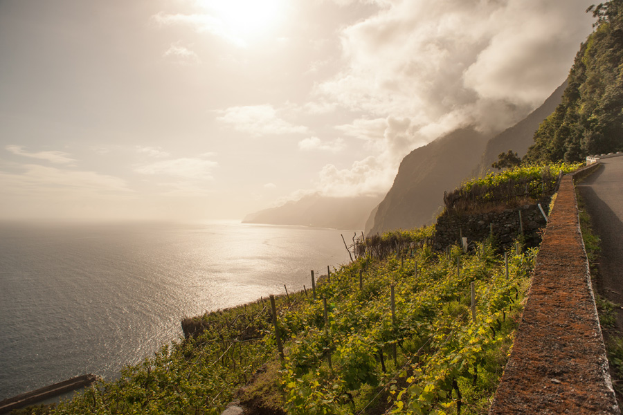 Vineyard in Seixal in August