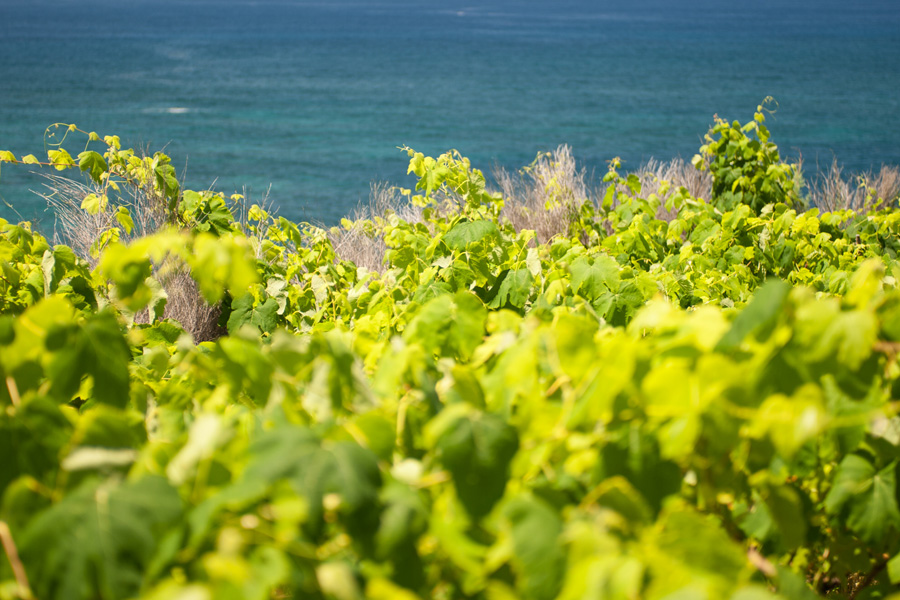 Madeira Vineyards in June