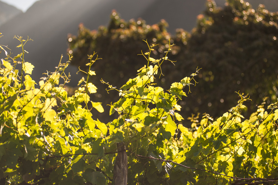 Madeira Vineyards in June