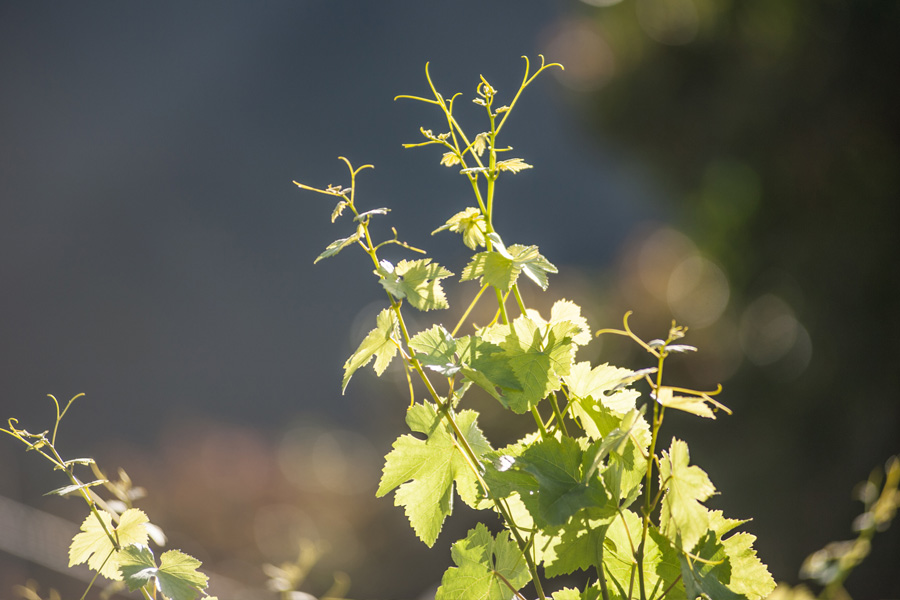 Madeira Vineyards in June