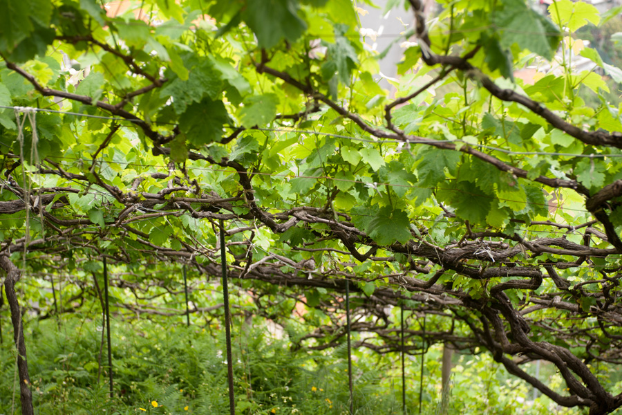 Madeira Vineyards in June