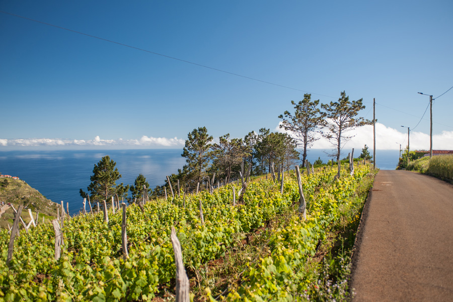 Madeira Vineyards in May