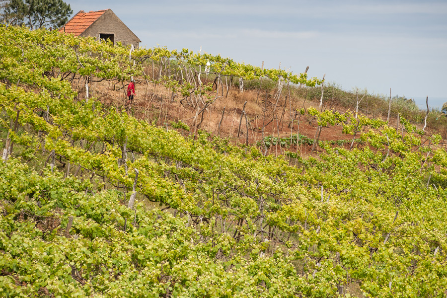 Madeira Vineyards in May