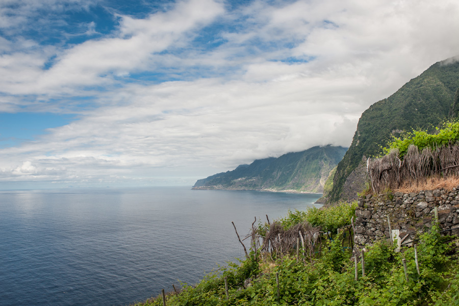 Madeira Vineyards in May