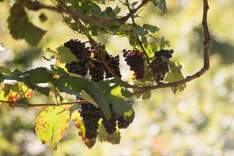 Madeira grapes in vineyards in Septembre