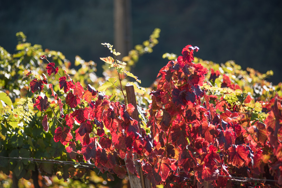 Madeira Vineyards in Septembre